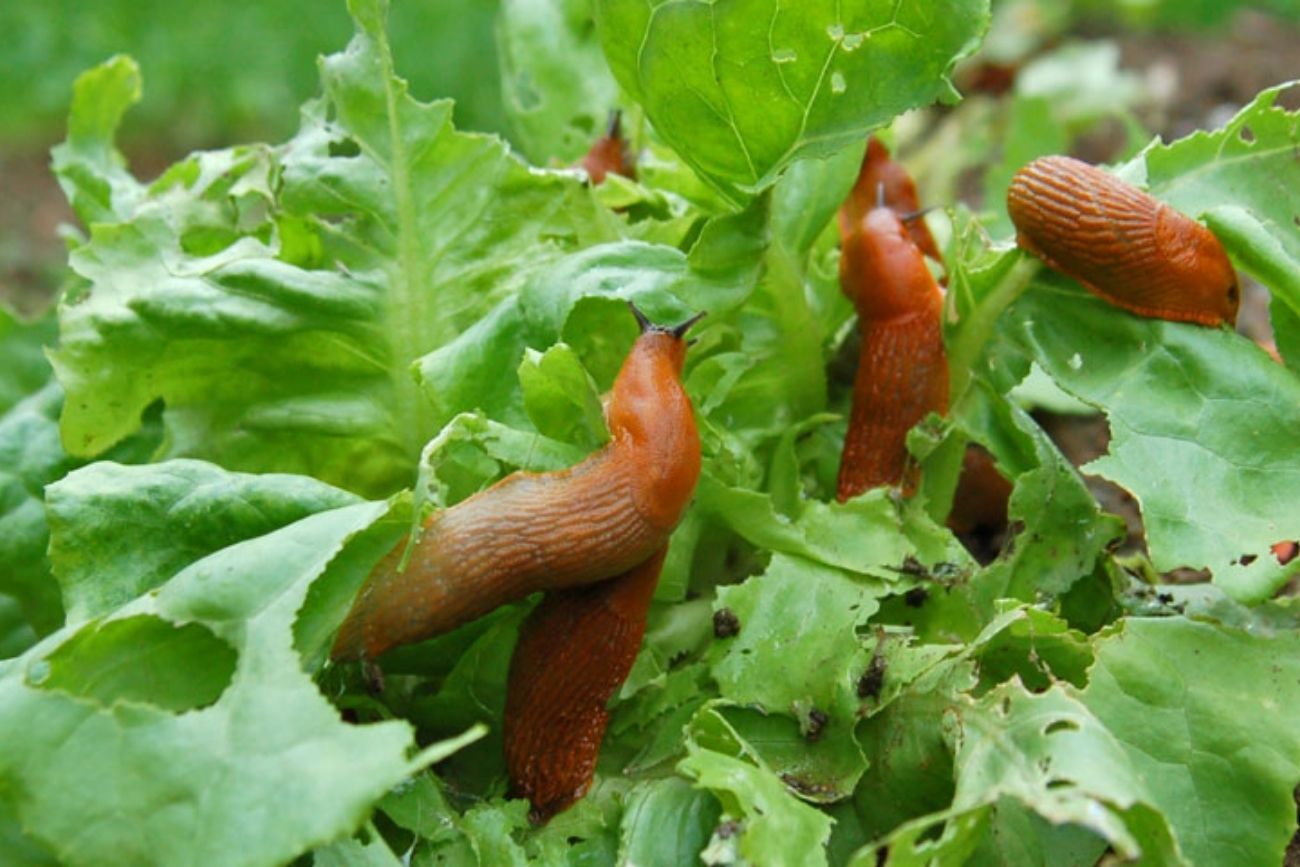 Cómo eliminar las babosas del jardín: las 4 plantas que recomiendan los expertos.