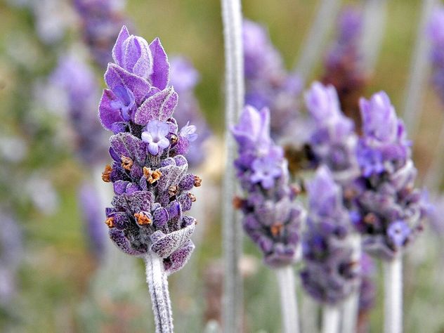 Cómo eliminar las babosas del jardín: las 4 plantas que recomiendan los expertos.