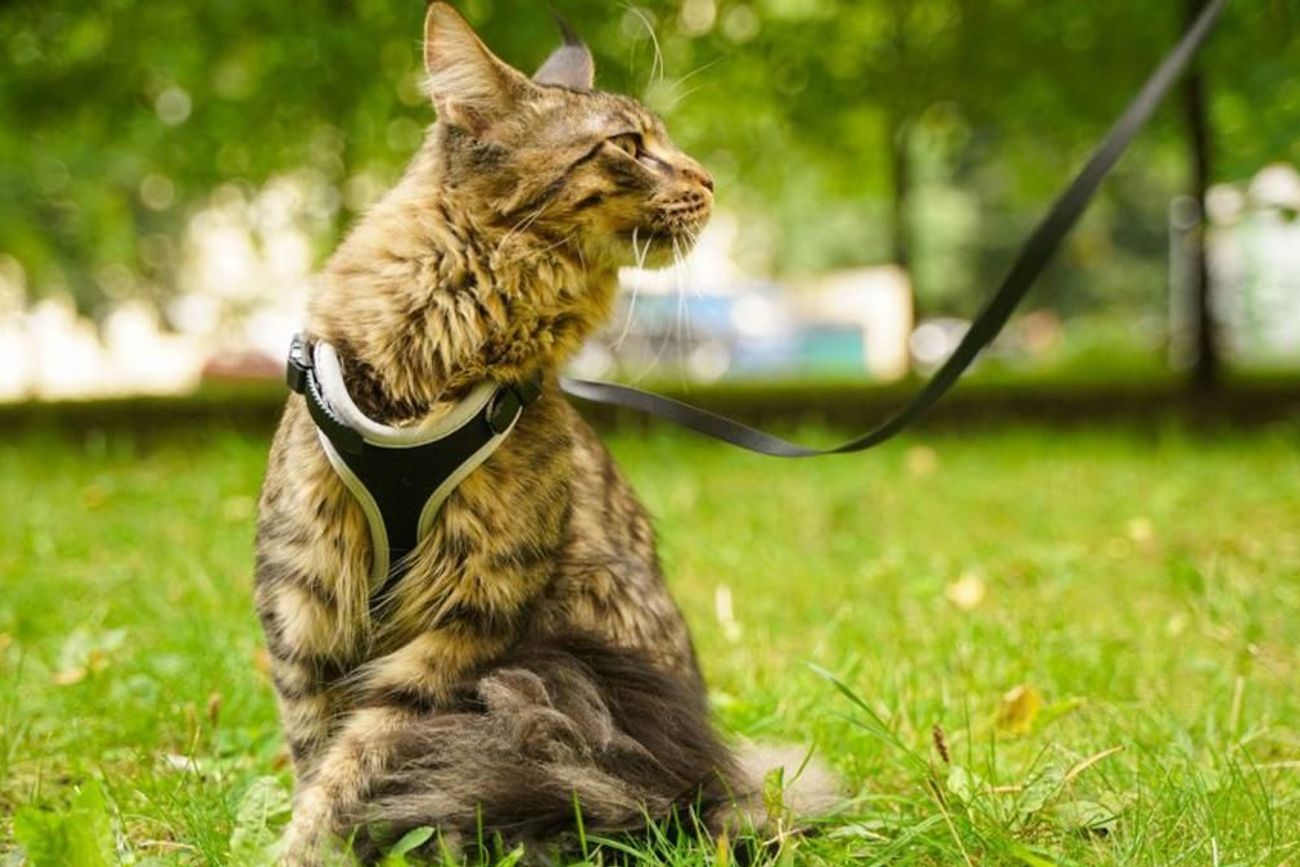Los especialistas recomiendan alternativas seguras como catios, patios protegidos y paseos con arnés para enriquecer la vida de los gatos domésticos.