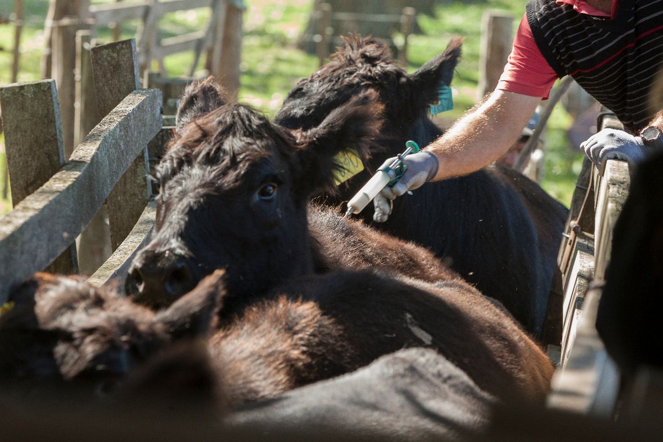PRIMERA CAMPAÑA DEL AÑO. Se vacunaron 2,10 millones de vacas (-1%) y 1,39 millones de terneros (-1,5%), pero también 599 mil vaquillonas (+1,3%), 432 mil novillos (-15%) y 450 mil novillitos (+13%).