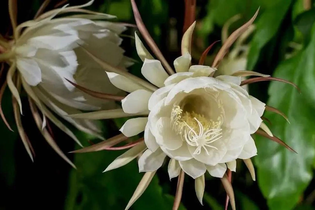 Las plantas que florecen de noche despliegan su belleza al caer el sol, llenando jardines y patios de aromas intensos y flores que se abren bajo la luz de la luna para atraer a polinizadores nocturnos.