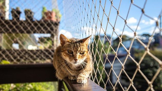 Los especialistas recomiendan alternativas seguras como catios, patios protegidos y paseos con arnés para enriquecer la vida de los gatos domésticos.