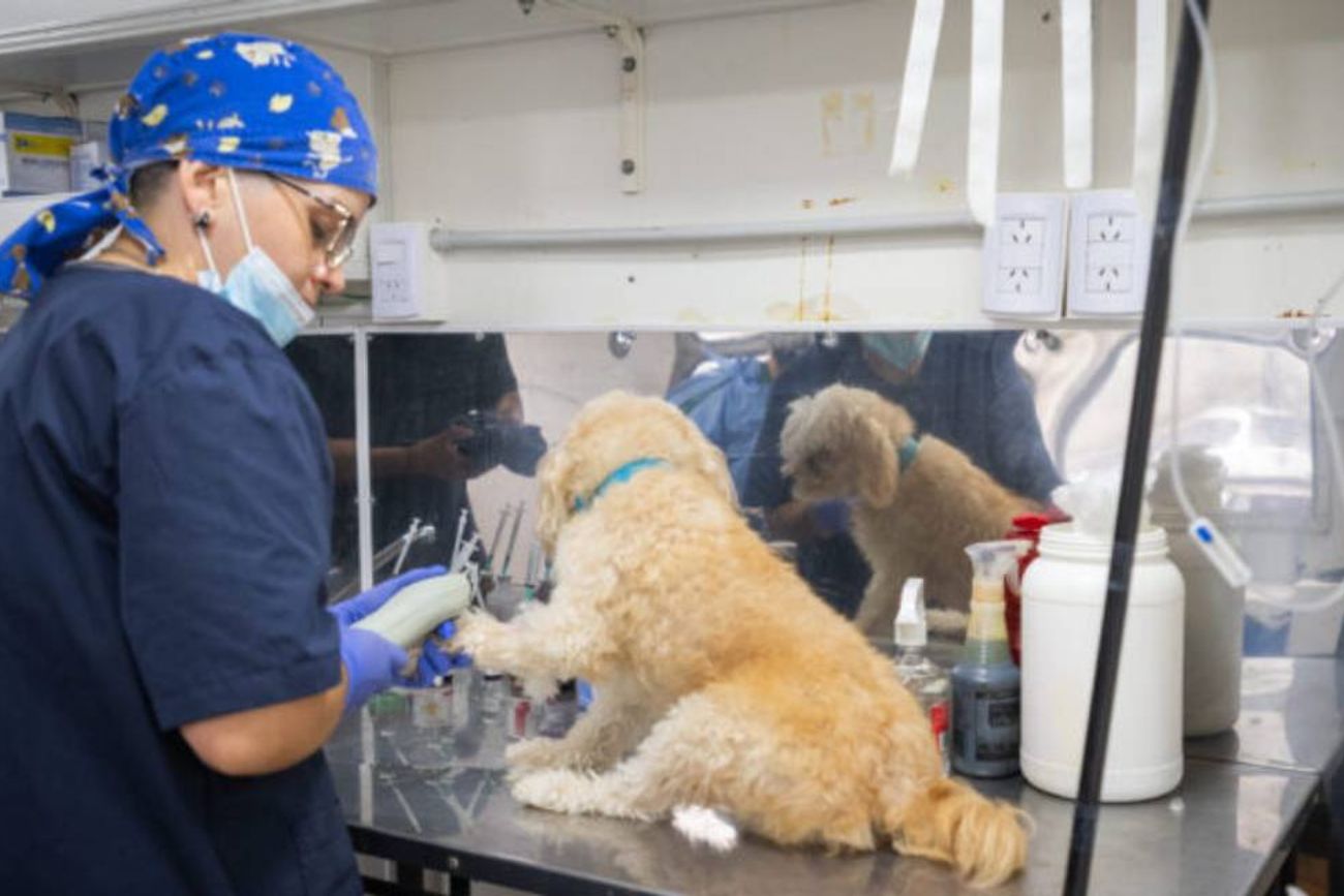 Castraciones gratuitas de mascotas por parte de la Municipalidad de Córdoba.