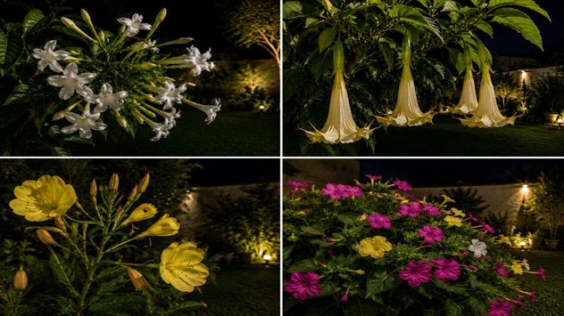 Las plantas que florecen de noche despliegan su belleza al caer el sol, llenando jardines y patios de aromas intensos y flores que se abren bajo la luz de la luna para atraer a polinizadores nocturnos.