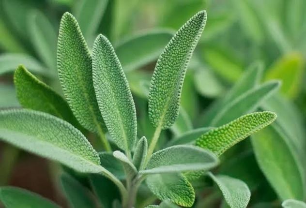 Cómo eliminar las babosas del jardín: las 4 plantas que recomiendan los expertos.