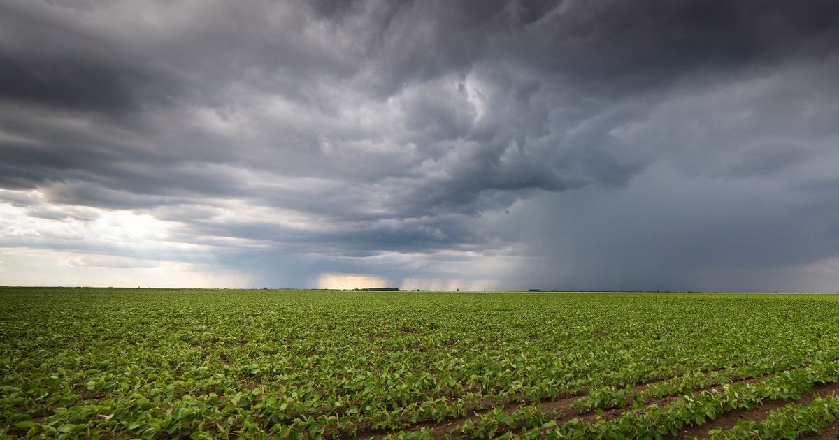 LLUVIAS POR EL SUPER EL NIÑO. El resultado final de la cosecha dependerá de varios factores: la distribución, las temperaturas y como aprovecha cada productor este beneficio de las lluvias. 