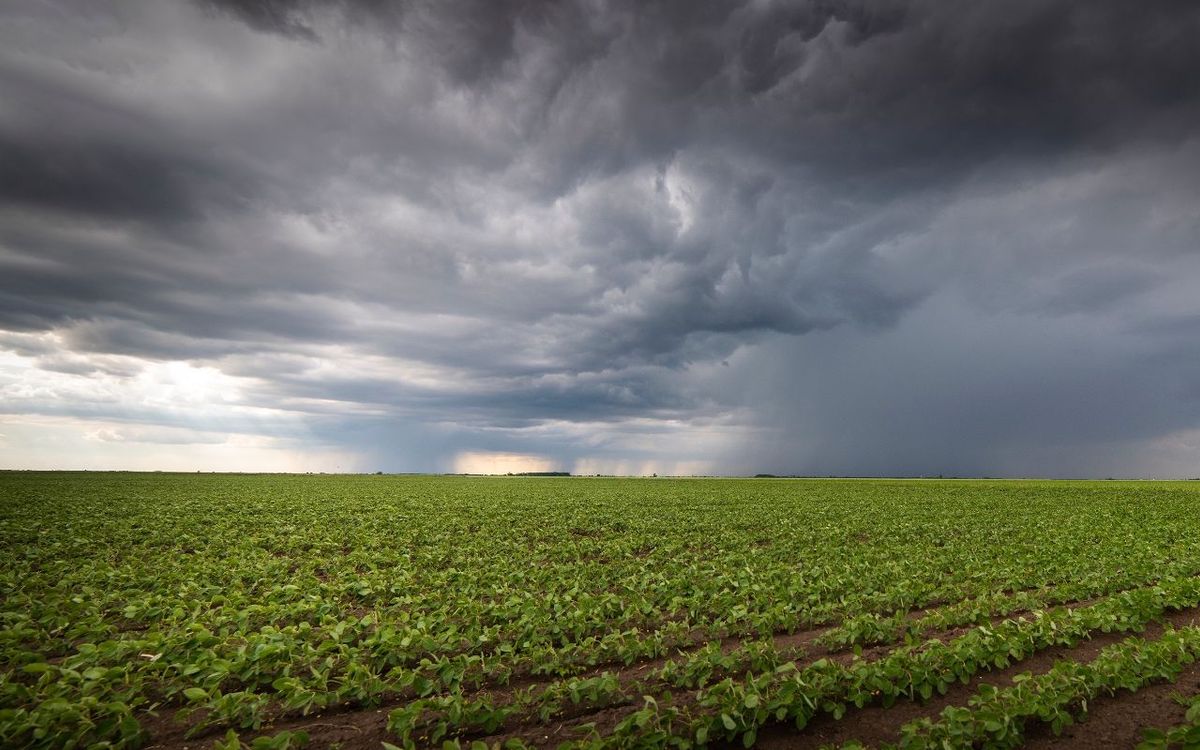 LLUVIAS POR EL SUPER EL NIÑO. El resultado final de la cosecha dependerá de varios factores: la distribución, las temperaturas y como aprovecha cada productor este beneficio de las lluvias. 