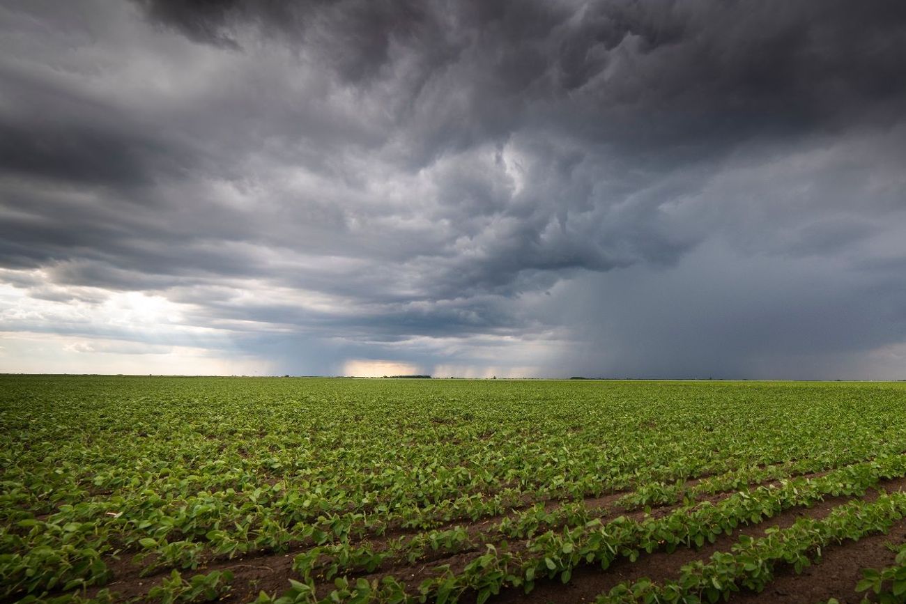 LLUVIAS POR EL SUPER EL NIÑO. El resultado final de la cosecha dependerá de varios factores: la distribución, las temperaturas y como aprovecha cada productor este beneficio de las lluvias. 