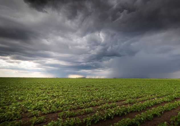 El resultado final de la cosecha dependerá de varios factores: la distribución, las temperaturas y como aprovecha cada productor este beneficio de las lluvias.