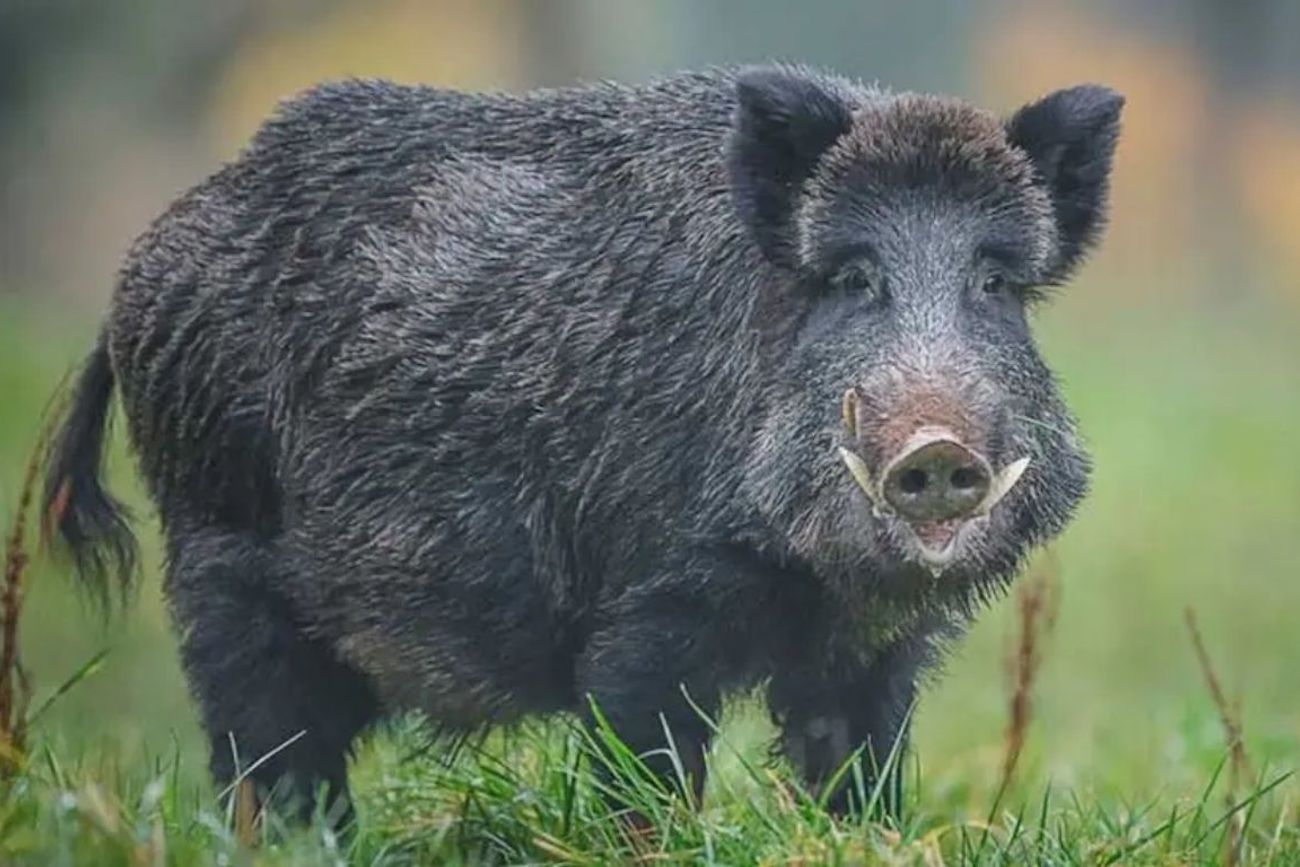 Confirman 23 casos de triquinosis en Córdoba: investigan tres brotes, uno por el consumo de carne de jabalí.