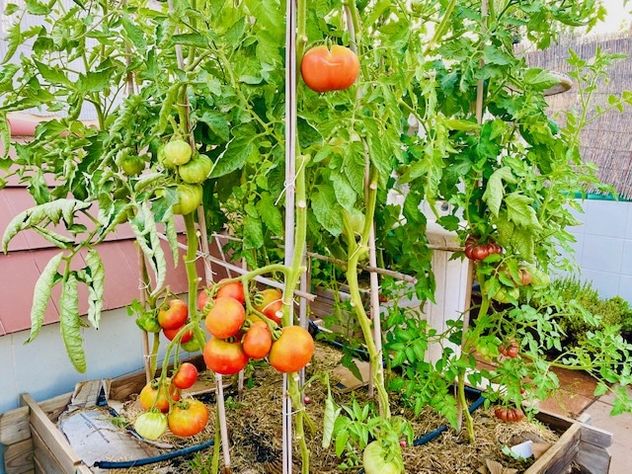 Cómo cultivar tomates en cajones de verdura: el método que permite una cosecha abundante en poco espacio.