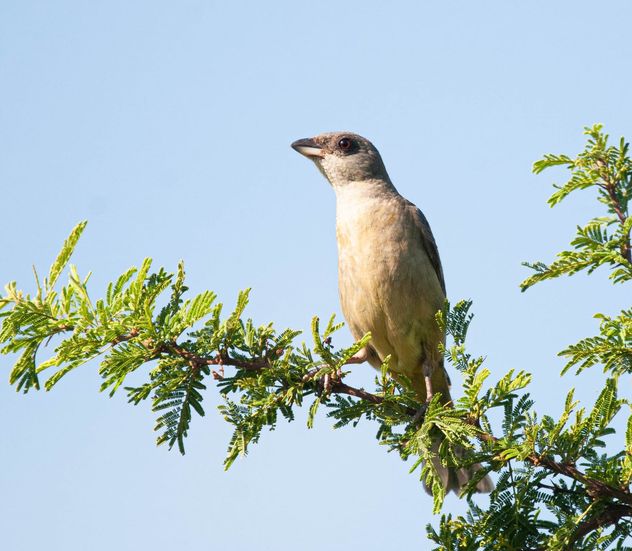 Aves de Córdoba. Naranjero hembra.