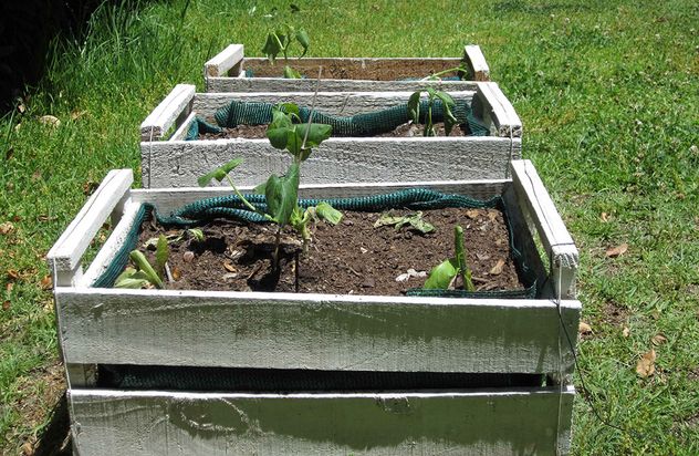 Cómo cultivar tomates en cajones de verdura: el método que permite una cosecha abundante en poco espacio.