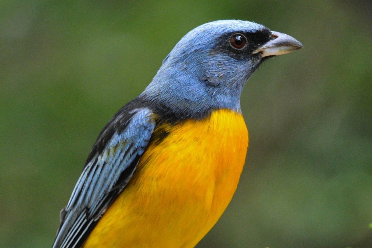 Aves de Córdoba. Un ejemplar macho de naranjero o siete colores.