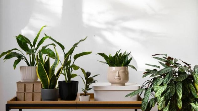 Algunas plantas de interior soportan mejor el aire seco provocado por la calefacción y continúan creciendo saludables durante el invierno.