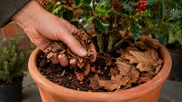 El secreto de los jardineros para mantener las macetas protegidas durante los meses más fríos.
