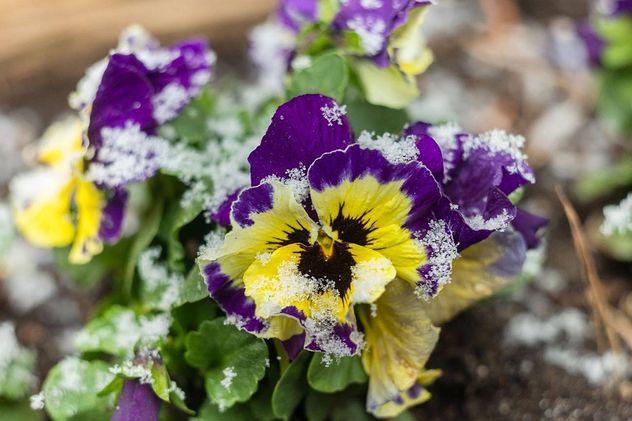 Los Pensamientos son los verdaderos gladiadores del invierno y aportan un festival de colores.