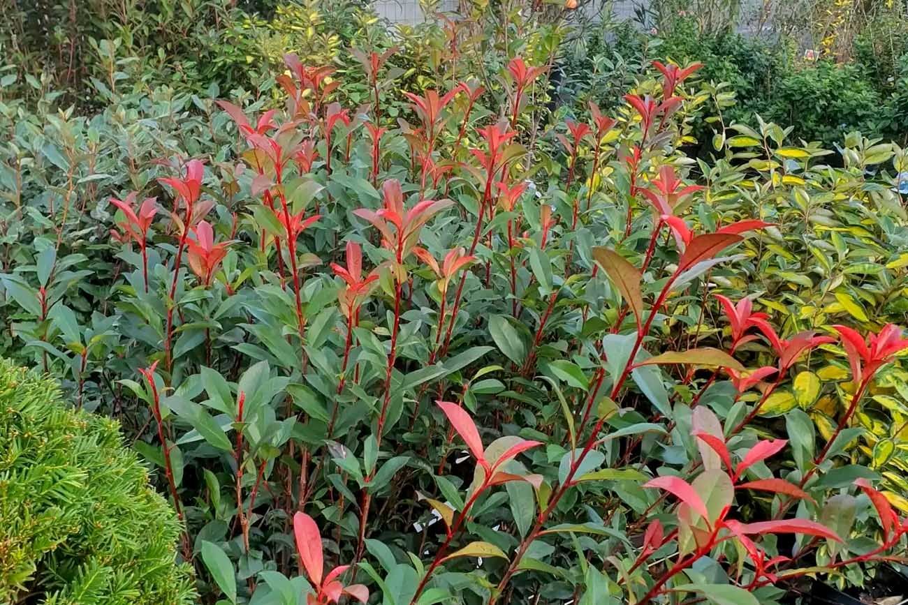 Jardinería: el impacto del invierno en el paisajismo cordobés y cómo asumir sus cuidados