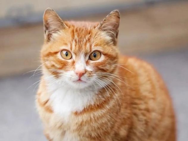 Qué tienen de especial los gatos naranjas y por qué son tan populares como mascotas.