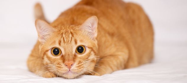 Qué tienen de especial los gatos naranjas y por qué son tan populares como mascotas.