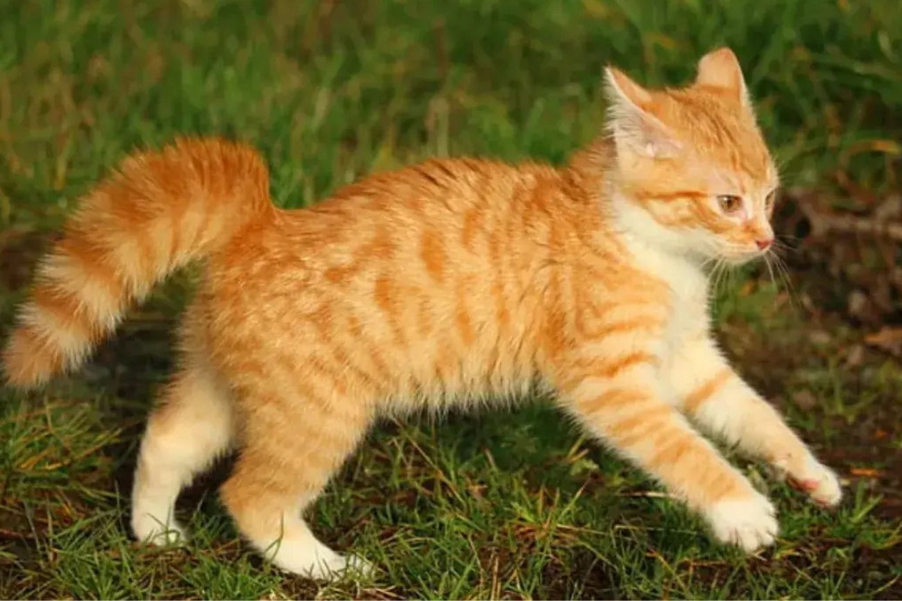 Qué tienen de especial los gatos naranjas y por qué son tan populares como mascotas