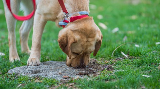 Por qué dejar que tu perro huela durante la caminata mejora su bienestar emocional.