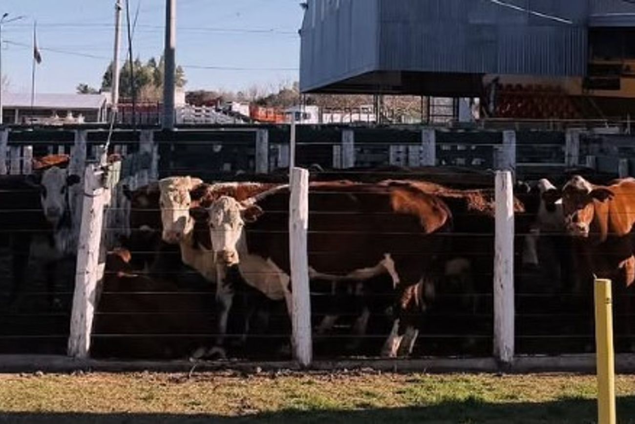 PRECIOS GANADEROS. Solamente las categrías de novillitos de 300 a 350 kilos y los terneros de 100 a 150 kilos tuvieron una merma de $ 20. 