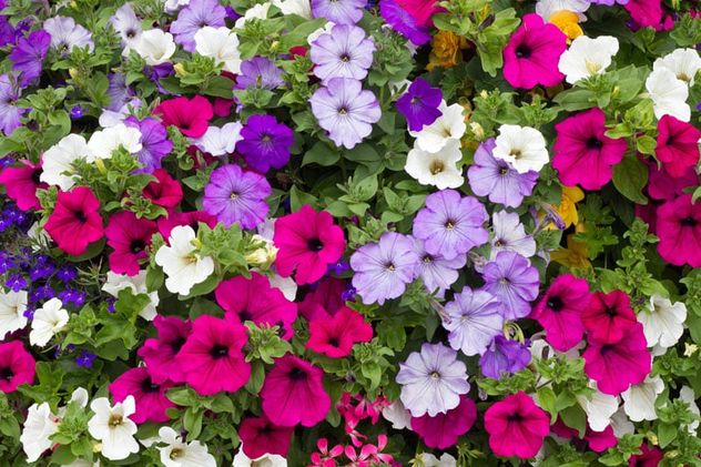 Cómo multiplicar petunias en invierno para tener más flores en primavera.
