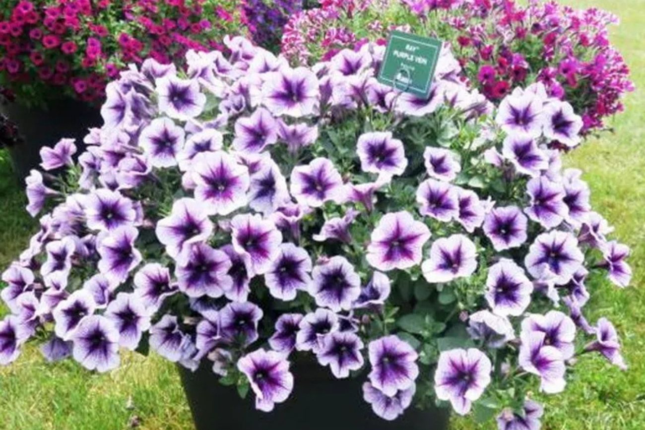 Cómo multiplicar petunias en invierno para tener más flores en primavera.