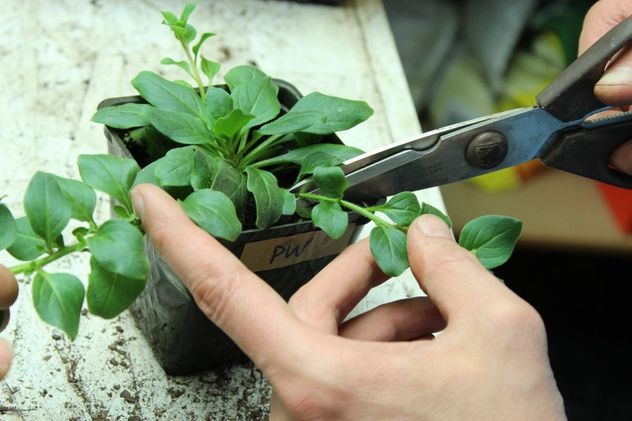 Cómo multiplicar petunias en invierno para tener más flores en primavera.