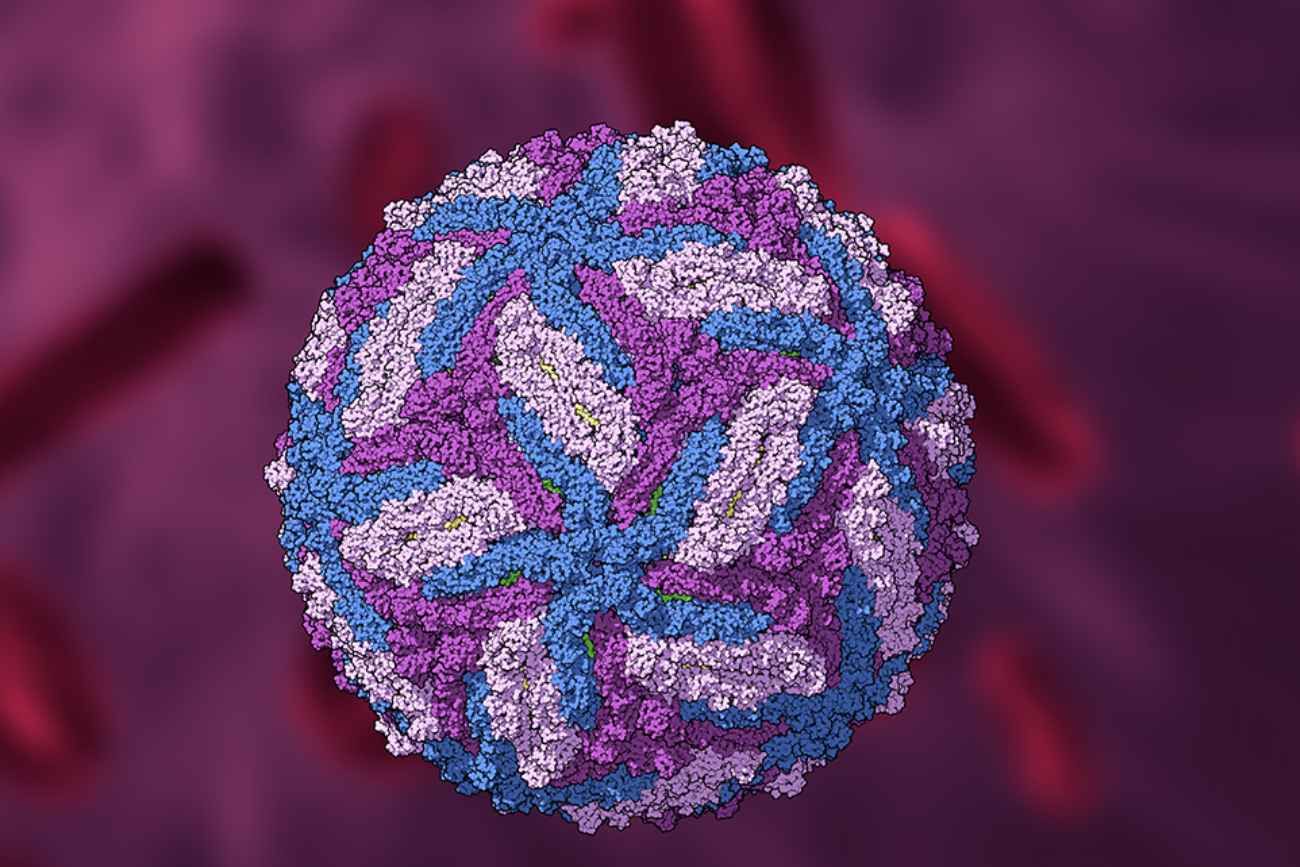 Investigadoras argentinas logran inhibir la multiplicación del virus Zika con vitamina A. 