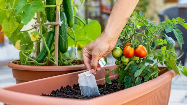 Las bolsitas de té usadas pueden reutilizarse para combatir olores y absorber humedad en distintos espacios del hogar.