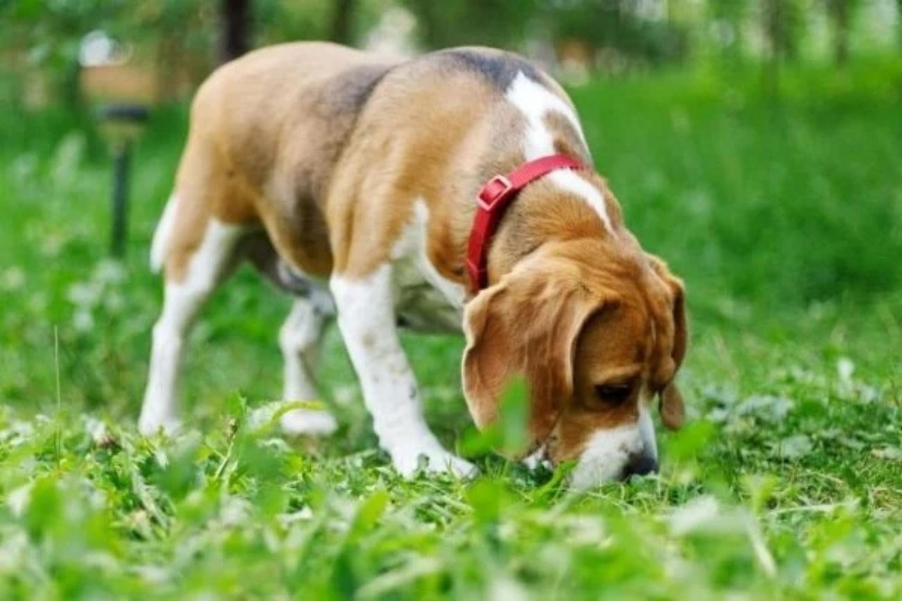 Por qué dejar que tu perro huela durante la caminata mejora su bienestar emocional.