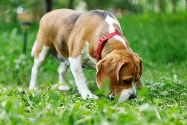 Por qué dejar que tu perro huela durante la caminata mejora su bienestar emocional.