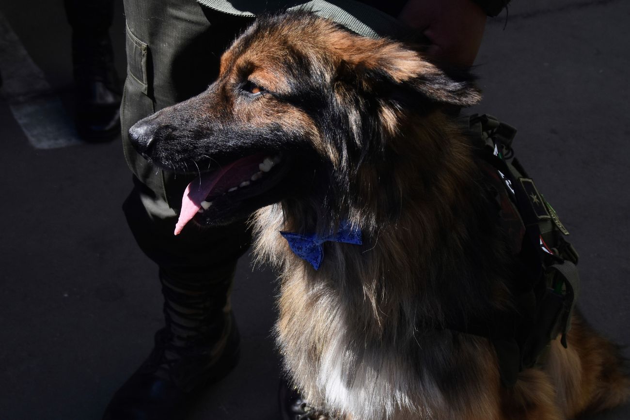 Rex, el perro vagabundo que fue nombrado oficial en Bolivia