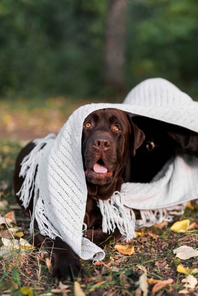 Temperaturas bajas. Las señales que indican que tu perro está pasando frío.