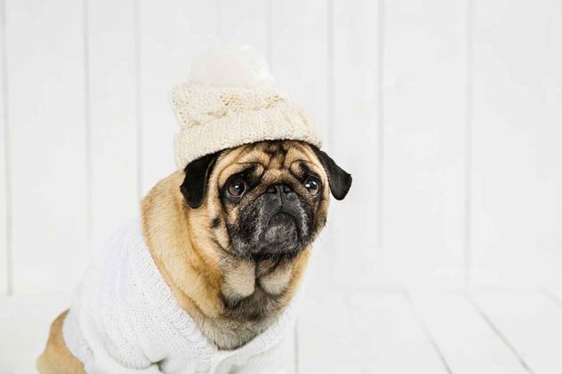 Temperaturas bajas. Las señales que indican que tu perro está pasando frío.