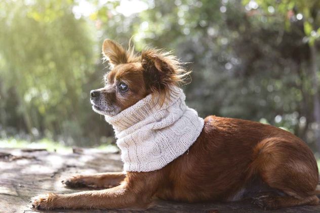 Temperaturas bajas. Las señales que indican que tu perro está pasando frío.