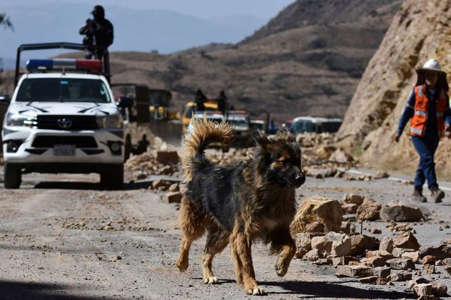 Rex, el perro vagabundo que fue nombrado oficial en Bolivia