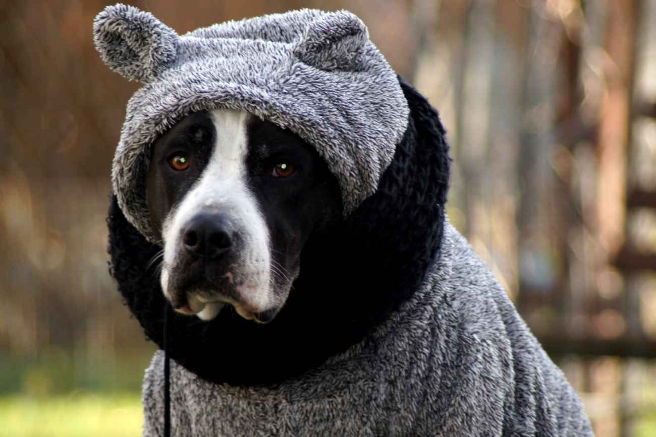 Temperaturas bajas. Las señales que indican que tu perro está pasando frío. 