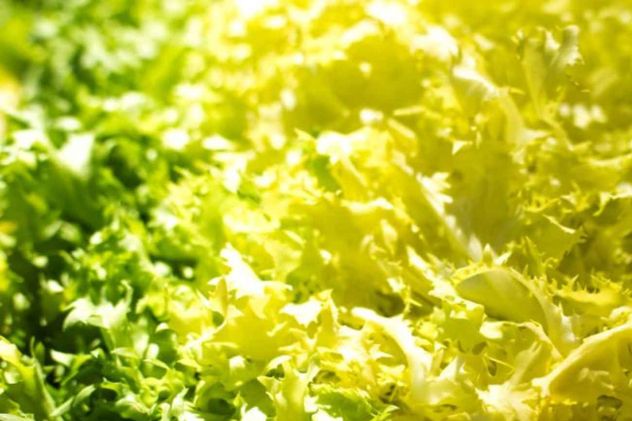 Estos son los beneficios para tu salud de comer escarola, tan típica de los meses de frío. 