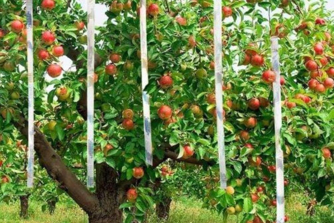 Para qué sirve colgar cintas reflectantes en el árbol de palta y por qué cada vez aplican más este truco