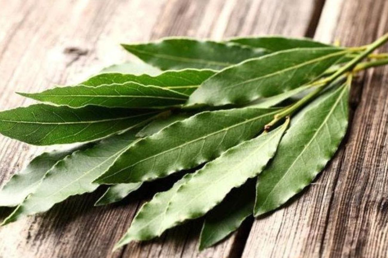 Para qué sirve poner una hoja de laurel dentro de la aspiradora 