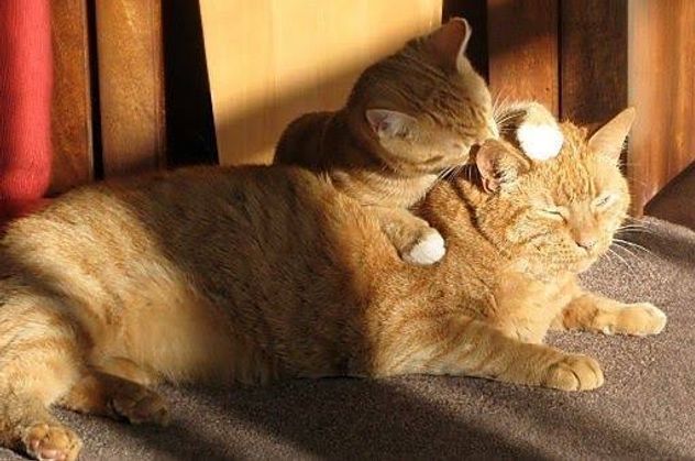 Qué significa que los gatos se laman entre sí, según un estudio científico.