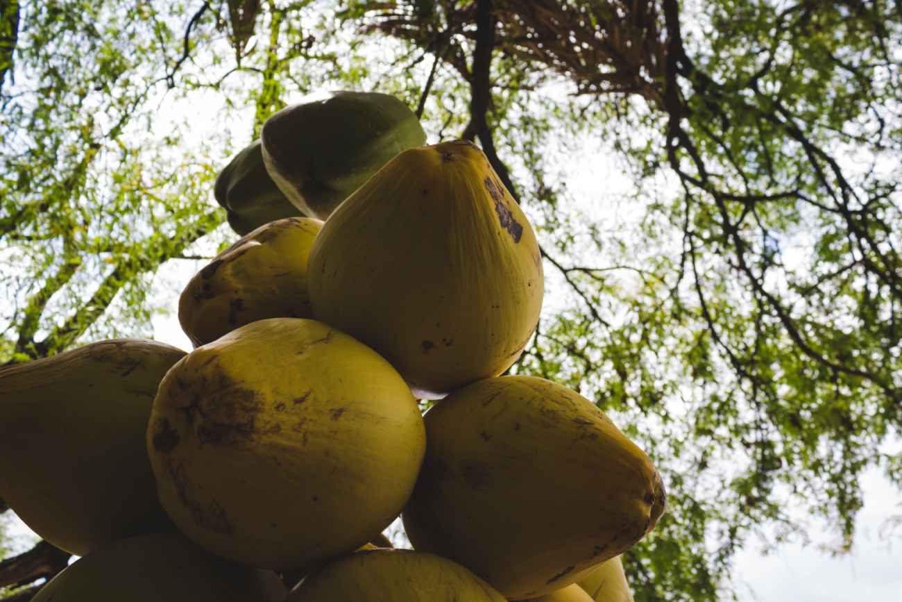Feijoa, también conocida como guayabo, guayaba, guayabo del Brasil, guayabo del país, goiabeira serrana, goiabeira do mato o goiaba do campo. 