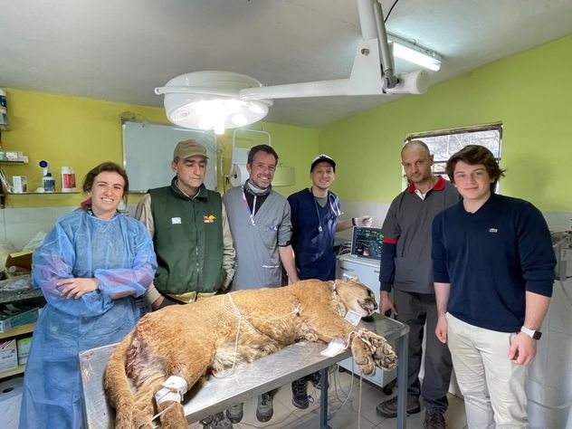 Un puma en recuperación de la anestesia después de una cirugía.