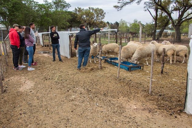 PRODUCCIÓN SUSTENTABLE. El campo cambia su fisonomía cada seis meses por la rotación de cultivos; este ritmo se complementa con el ovino que, al tener un ciclo corto, se puede engordar hasta la faena en ese mismo plazo