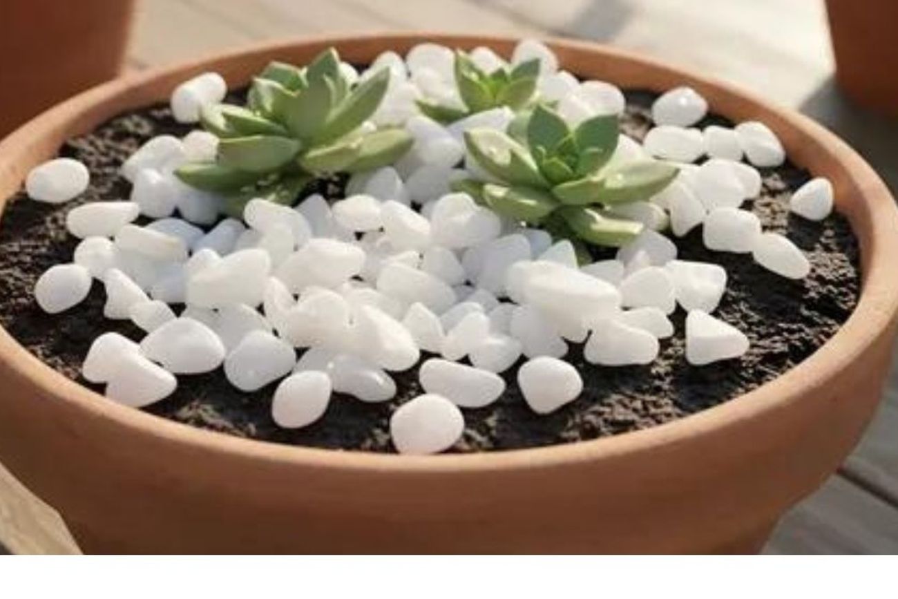 Por qué recomiendan colocar piedras blancas en las macetas