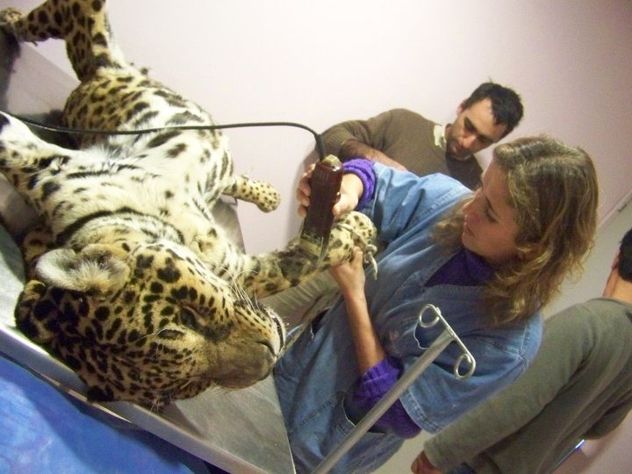 María preparando un yaguareté para una cirugía.