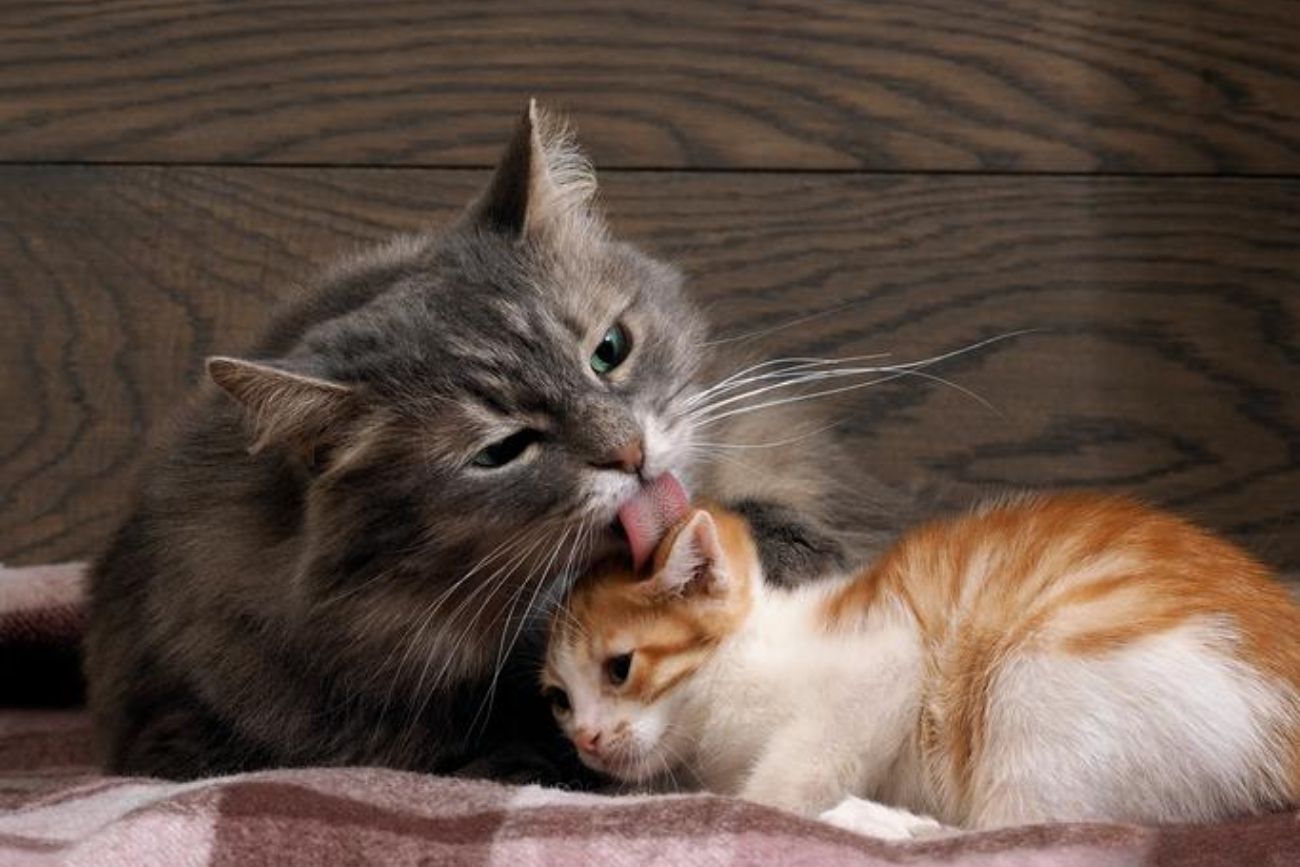 Qué significa que los gatos se laman entre sí, según un estudio científico.